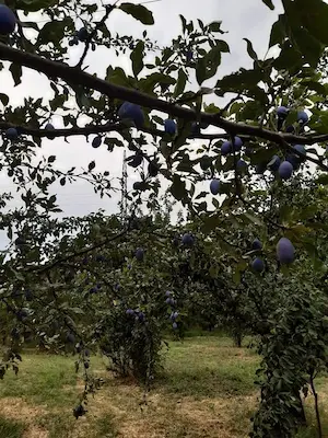 NapkertKincsei Gyümölcsök